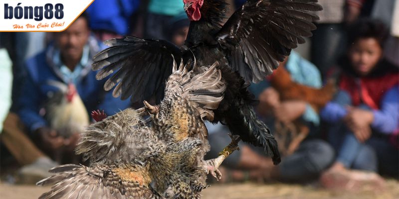 Các thuật ngữ khác trong đá gà