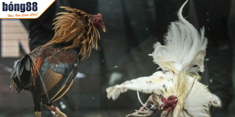 Đá Gà BONG88 - Sân Chơi Đẳng Cấp Với Trận Đấu Mãn Nhãn 3 Loại hình cựa sắt kịch tính