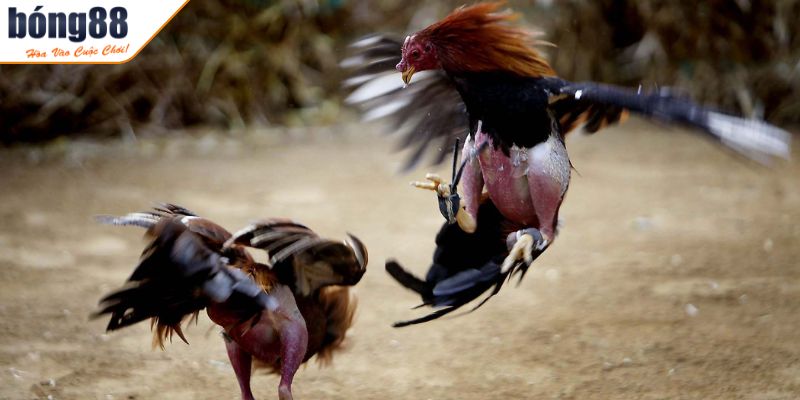 Luật Đá Gà Miền Bắc Cập Nhật Đầy Đủ Và Chi Tiết Cho Người Mới 2 Thời gian thi đấu chính