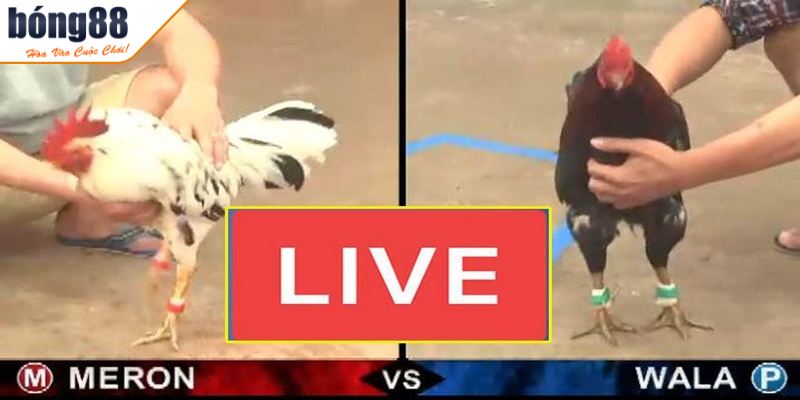 Đá gà trực tiếp mang đến những trận đấu gay cấn
