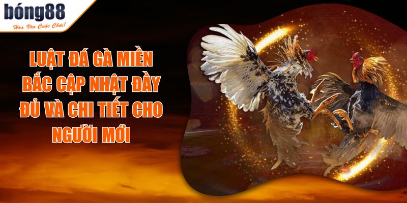 Luật Đá Gà Miền Bắc Cập Nhật Đầy Đủ Và Chi Tiết Cho Người Mới 8 Luật Đá Gà Miền Bắc Cập Nhật Đầy Đủ Và Chi Tiết Cho Người Mới